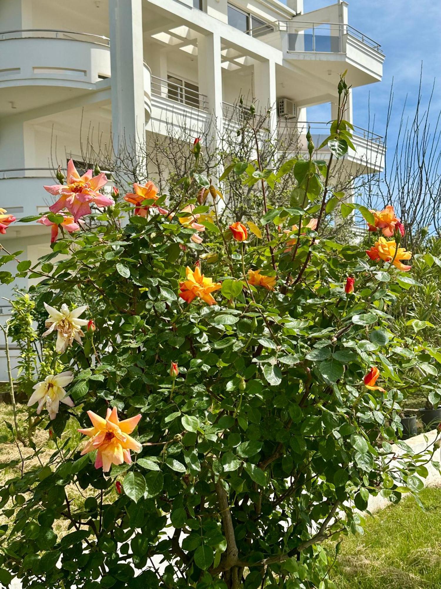 Le Domaine Paradise *